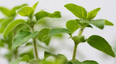 garnishing-instructions-image